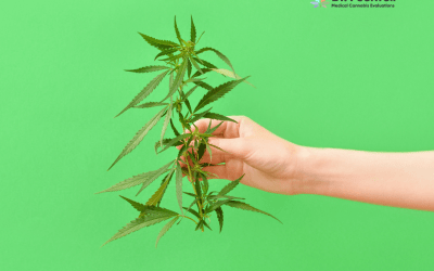 Navigating the Green Path. Medical Cannabis in 2024