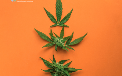 Understanding the Science behind Medical Cannabis