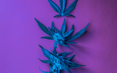 Complete Guide to Medical Cannabis Evaluations 2024